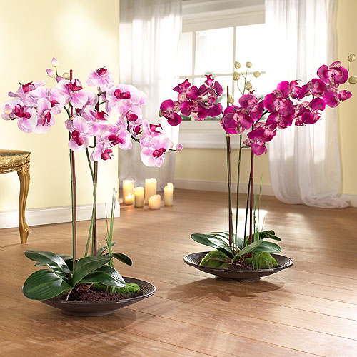 Как выращивать орхидеи?