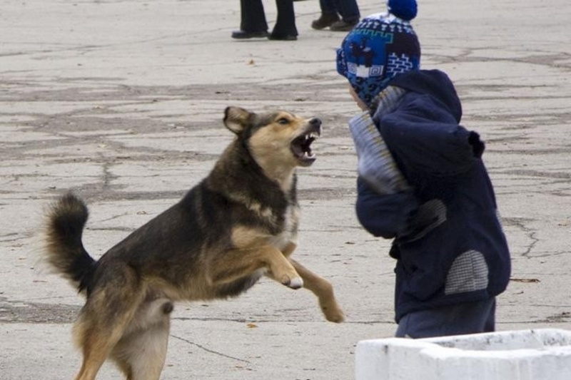 На Ямале семья ребенка, которого чуть не загрызли бродячие собаки, получит компенсацию
