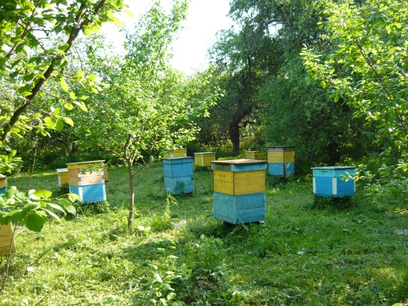 Пчелиный террор: тюменцы-дачники страдают от соседей-пасечников