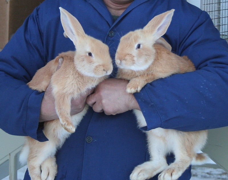 Тюменка украла у приятеля кроликов и спрятала их у подруги