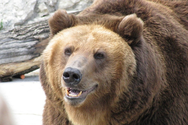 В Тюменской области собираются убить медведя, который повадился ходить в гости к вахтовикам