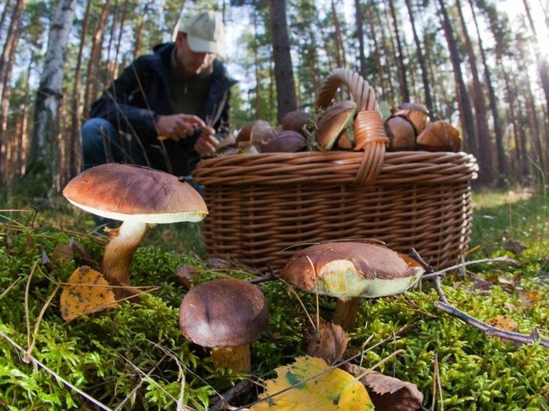 Советы тюменцам: как не отравиться грибами