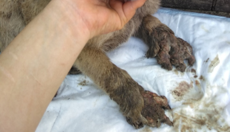 Шансов никаких: одного из щенков, вызволенных из трубы в Тюмени, пришлось усыпить