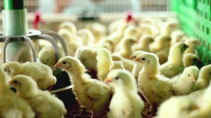 Тюменская птицефабрика расширяет летний ассортимент