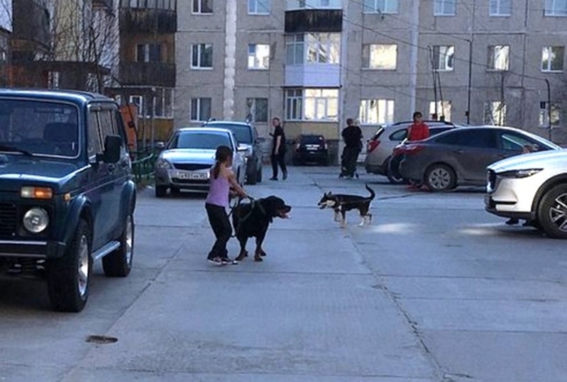 На Ямале маленький ребенок не смог удержать бойцовскую собаку, кидавшуюся на детей