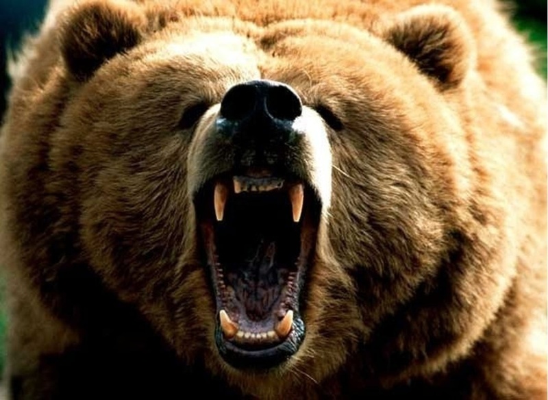 В Югре настоящее нашествие медведей