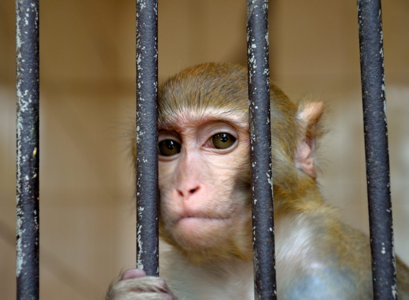 Тюменцы выгнали незаконный зоопарк из-под окон своих домов