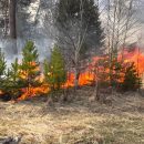 Крупный лесной пожар в Тюменской области потушили в течение суток