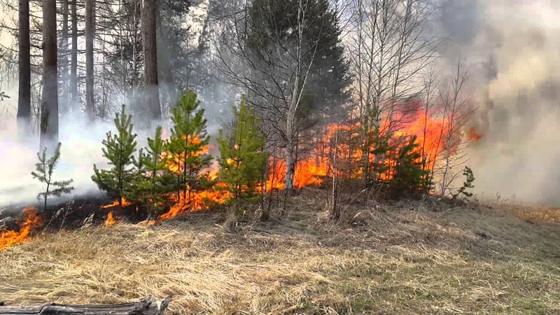 Крупный лесной пожар в Тюменской области потушили в течение суток
