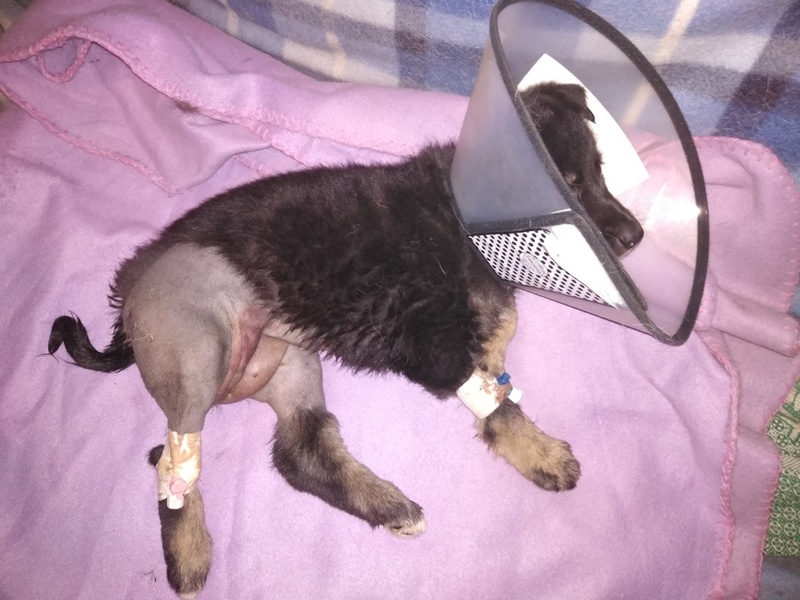 Перелом бедер, оторван хвост: тюменцы просят помочь щенку, который пострадал в результате ДТП