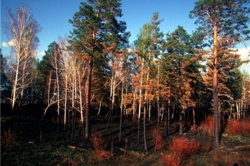 В ХМАО нефтяники втыкали срубленные деревья в землю, чтобы не платить