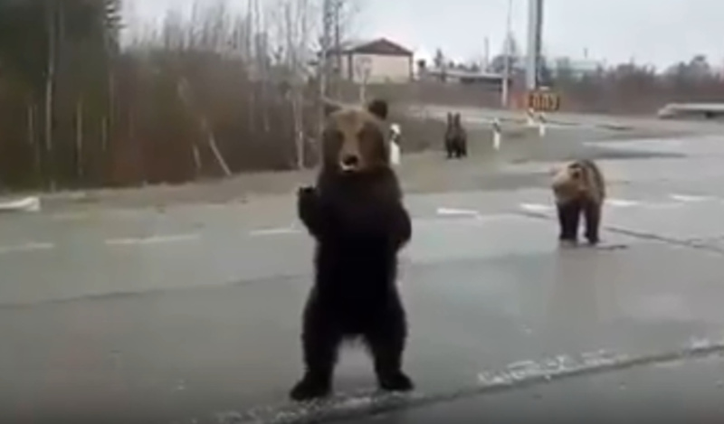 На Ямале медведи выскочили на дорогу и устроили цирк: видео