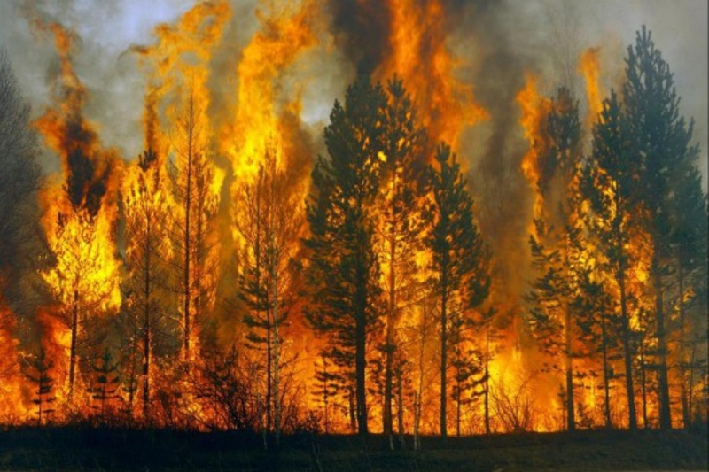 В Уватском районе горит 12 гектаров леса