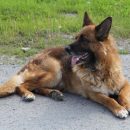 В Тюмени служебных собак приучали к звуку выстрелов