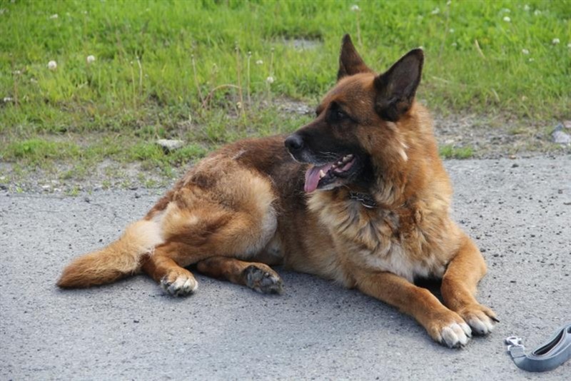 В Тюмени служебных собак приучали к звуку выстрелов