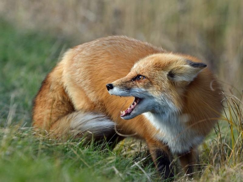 Диагноз подтвердился: в Югре больная бешенством лисица покусала четырех человек