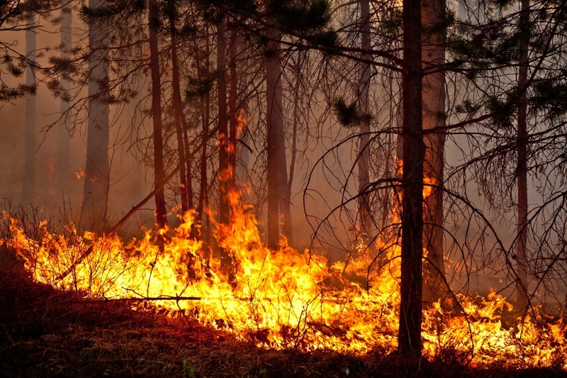 В Югре за выходные увеличилась площадь, на которой горят леса