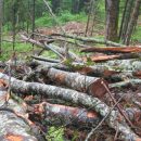 Незаконная вырубка леса в Омской области была остановлена благодаря тюменским экспертам