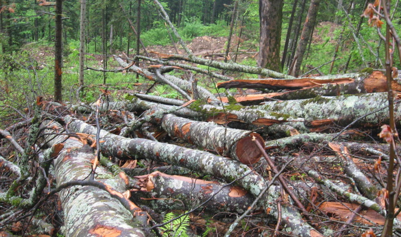 Незаконная вырубка леса в Омской области была остановлена благодаря тюменским экспертам