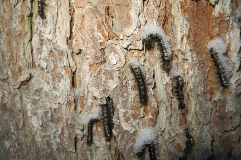 В Тюменской области шелкопряды объедают деревья