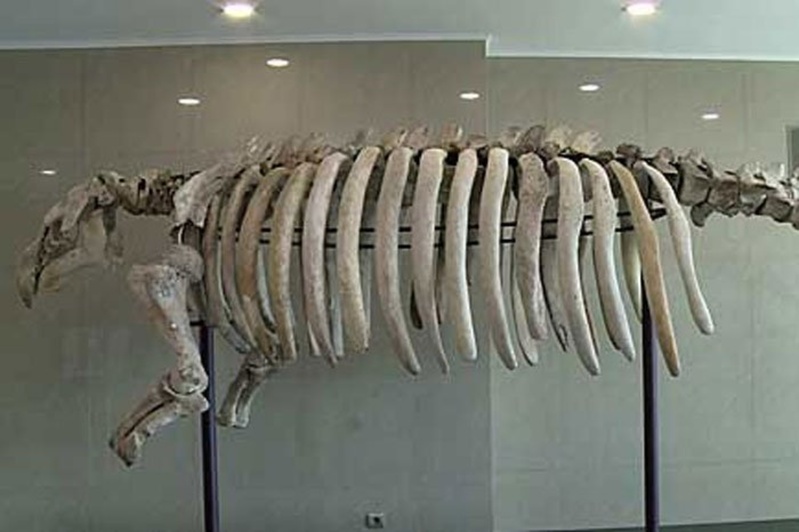 Тюменец собрал скелет вымершего животного