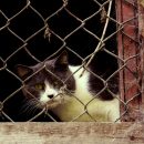 Пришлось прыгать: тюменская семья жестоко издевается над котами