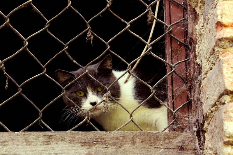 Пришлось прыгать: тюменская семья жестоко издевается над котами
