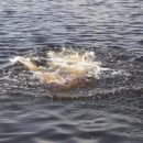 Приехали купаться с другом: молодой тюменец утонул на озере Андреевском