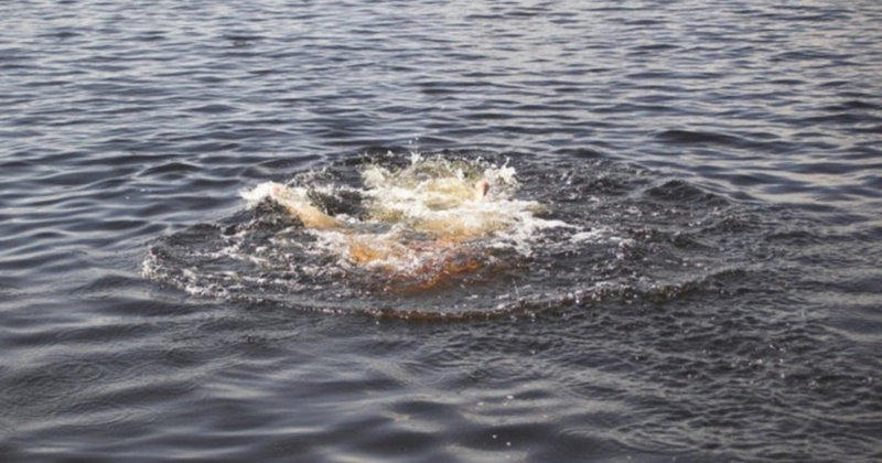 Приехали купаться с другом: молодой тюменец утонул на озере Андреевском
