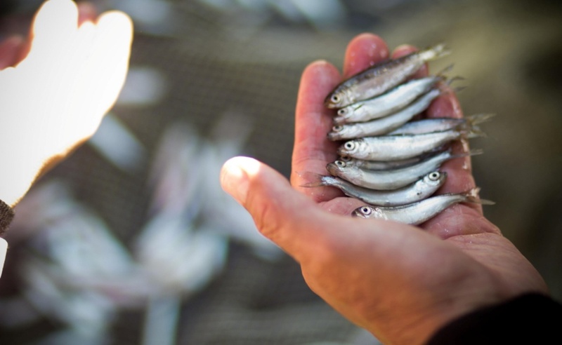 На Ямале планируется строительство завода по разведению молоди сиговых рыб
