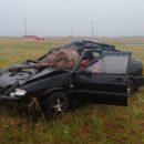 На югорской трассе автомобиль сбил лошадь: животное скончалось