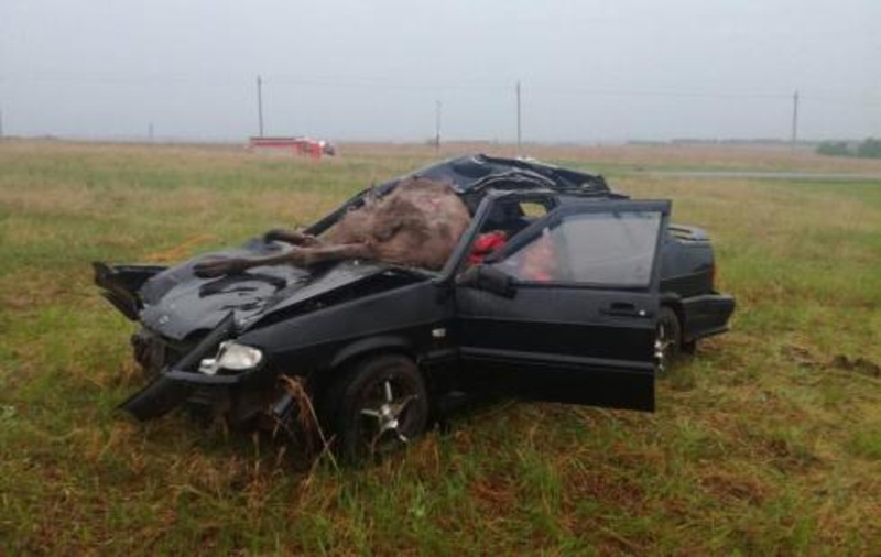 На югорской трассе автомобиль сбил лошадь: животное скончалось