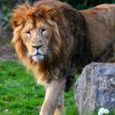 В Крыму лев напал на 46-летнюю туристку и потащил ее
