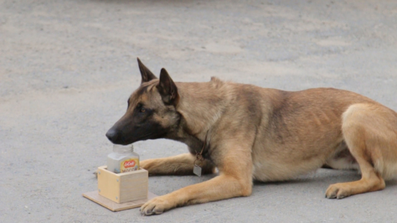 На страже порядка: четыре собаки прошли отбор в кинологическую службу полиции - фото