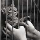 Тюменцев просят помочь кошкам, которые после смерти хозяйки могут оказаться на улице