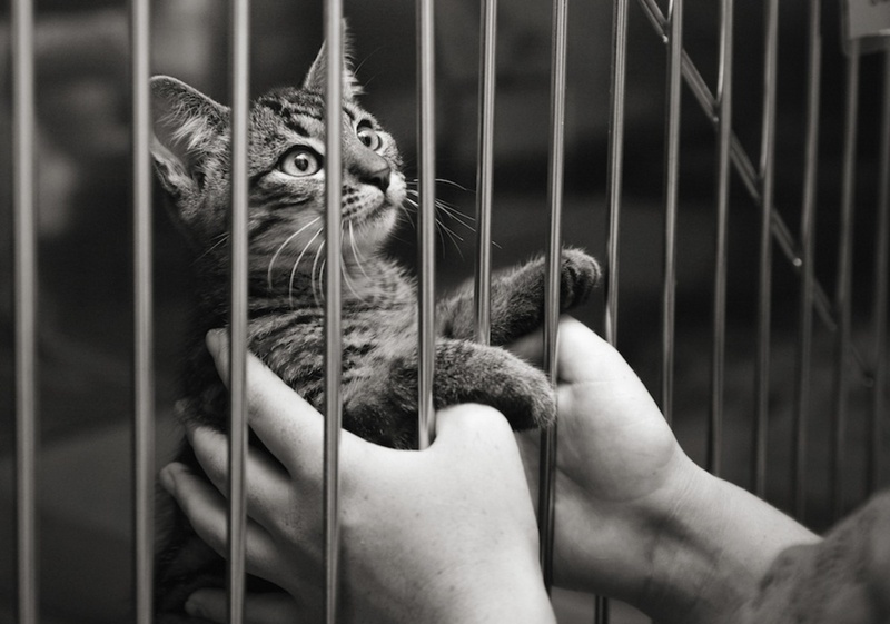 Тюменцев просят помочь кошкам, которые после смерти хозяйки могут оказаться на улице